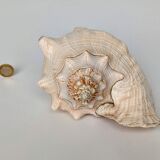 Pink shell, conch, stombus gigas, pink conch
