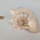 Pink shell, conch, stombus gigas, pink conch