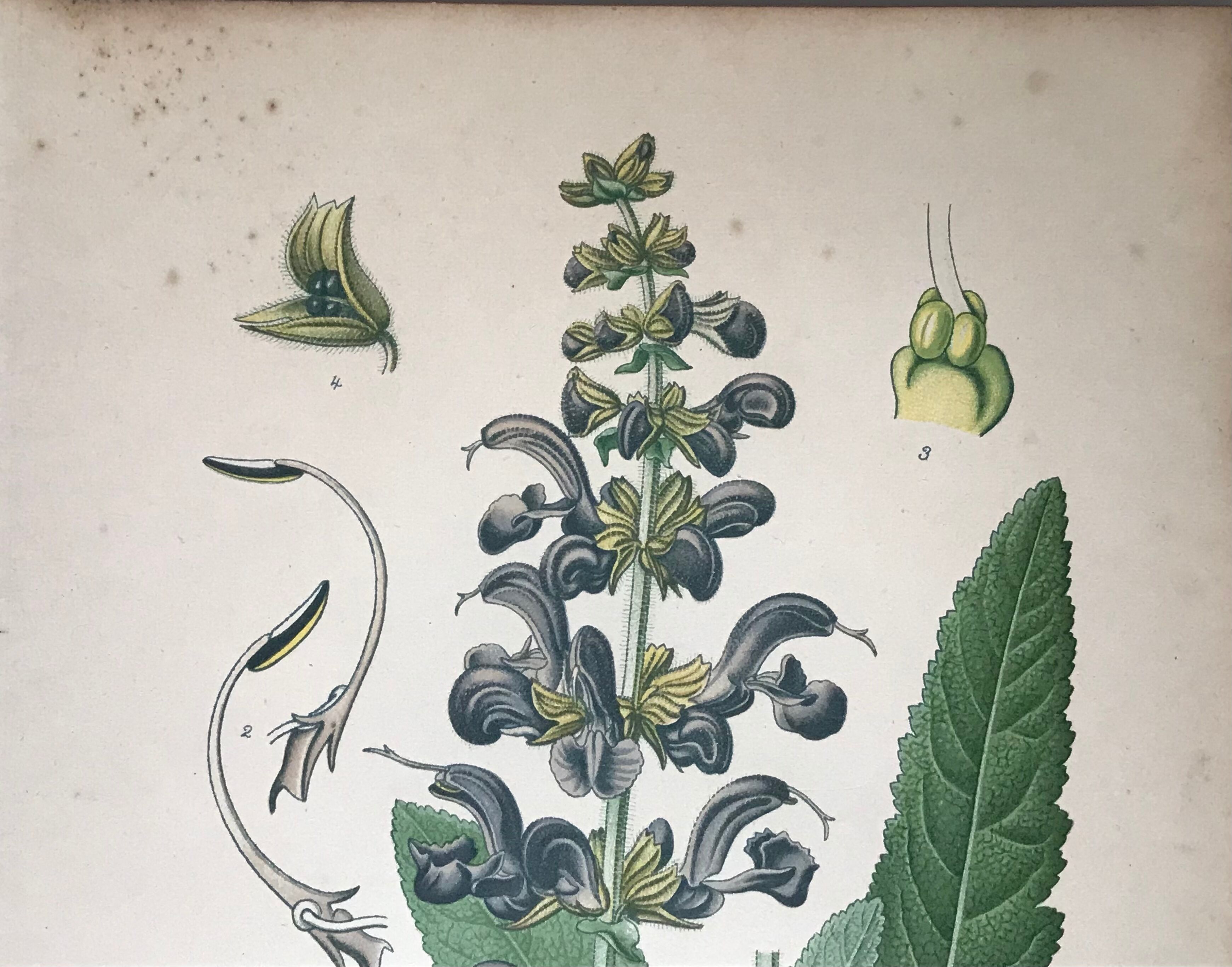 Three botanical plates xixth