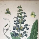 Three botanical plates xixth