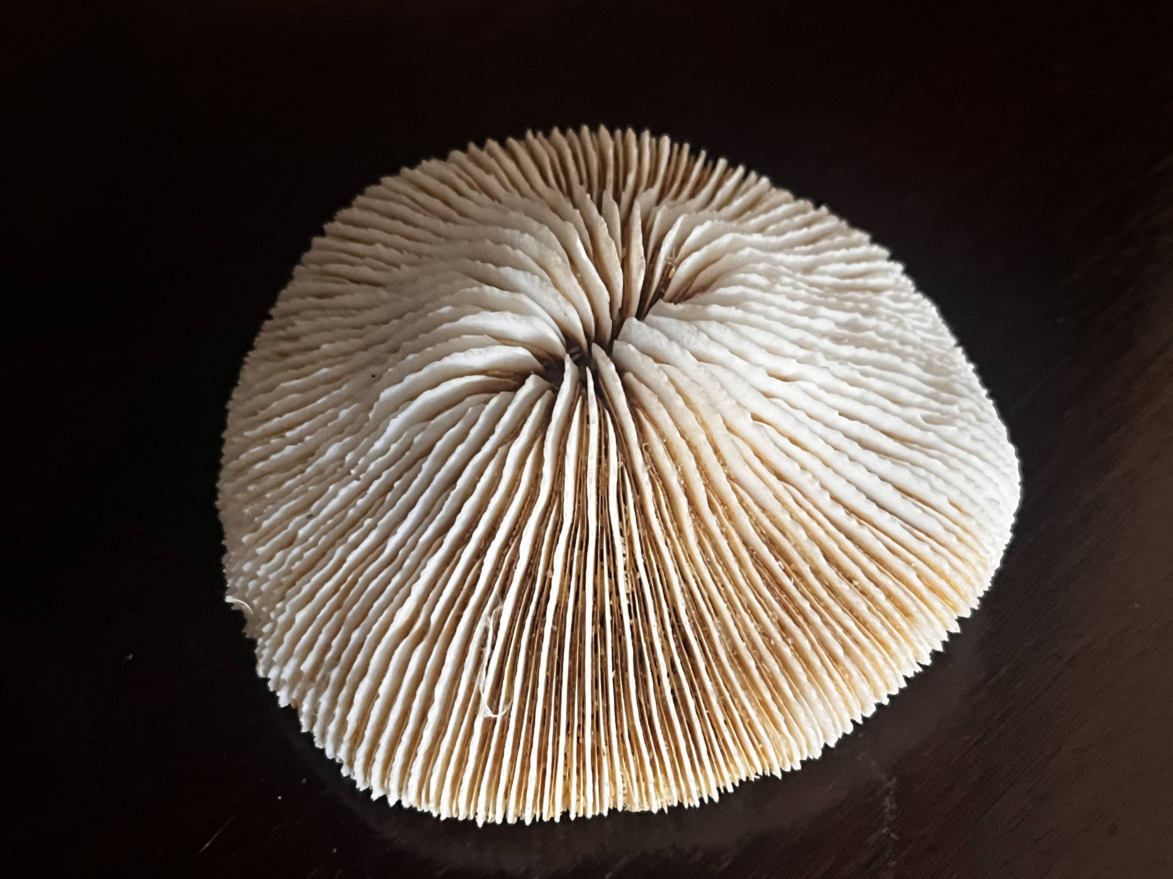 Corail ancien
