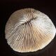 Corail ancien