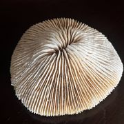 Corail ancien