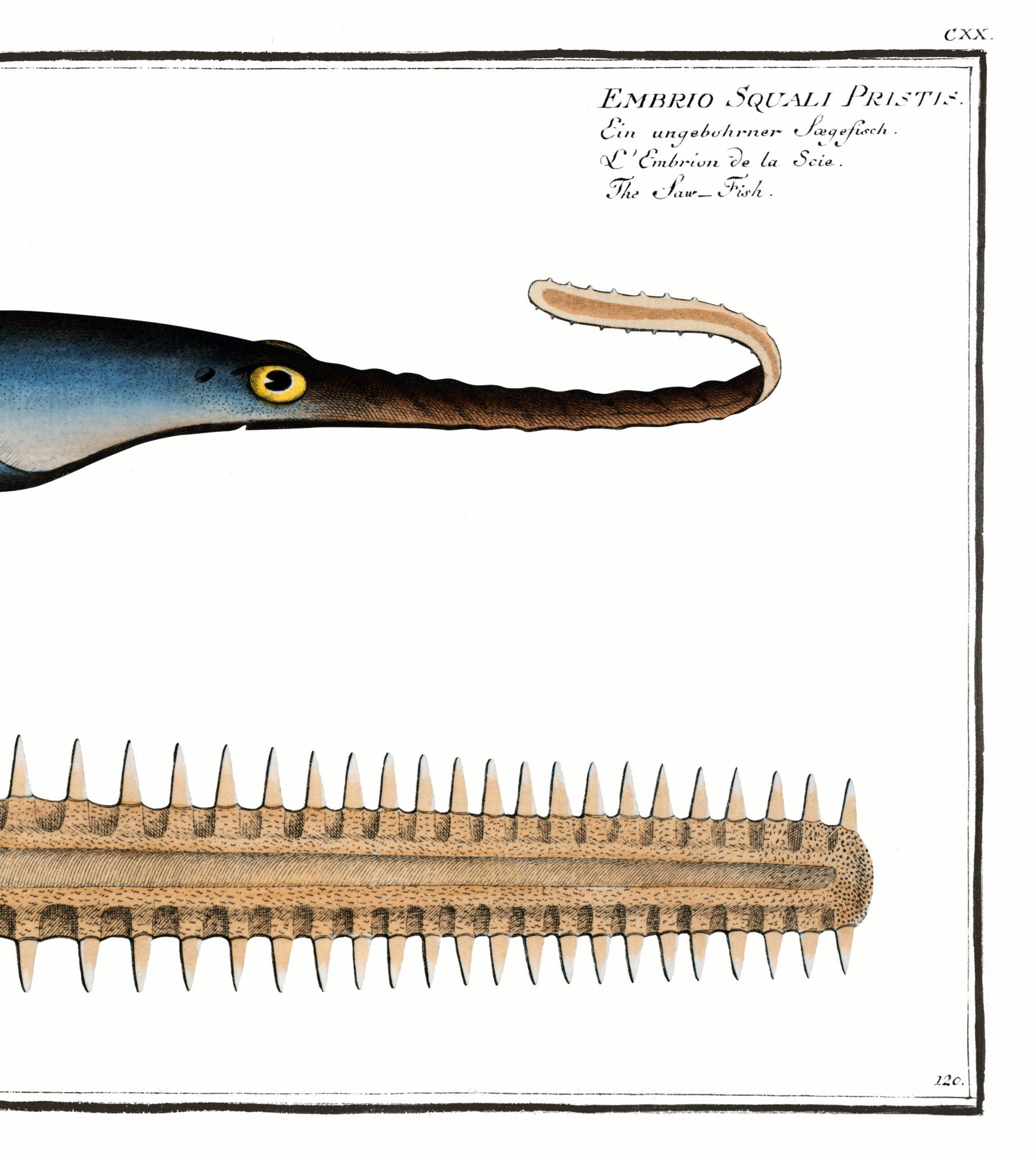 Poster about the sawfish, based on an old engraving from 1746.