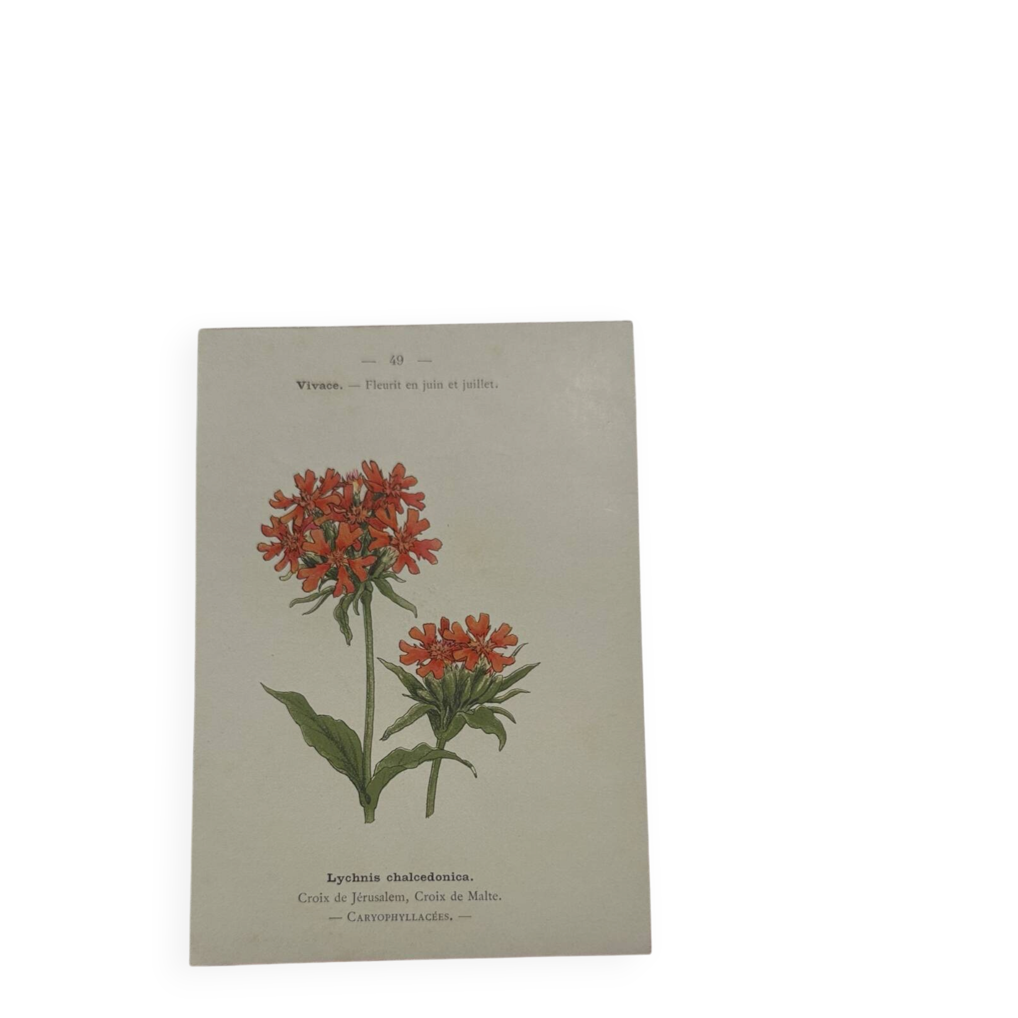 Planche botanique, gravure fleur 1800