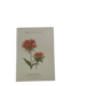 Planche botanique, gravure fleur 1800