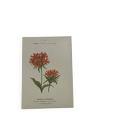 Planche botanique, gravure fleur 1800