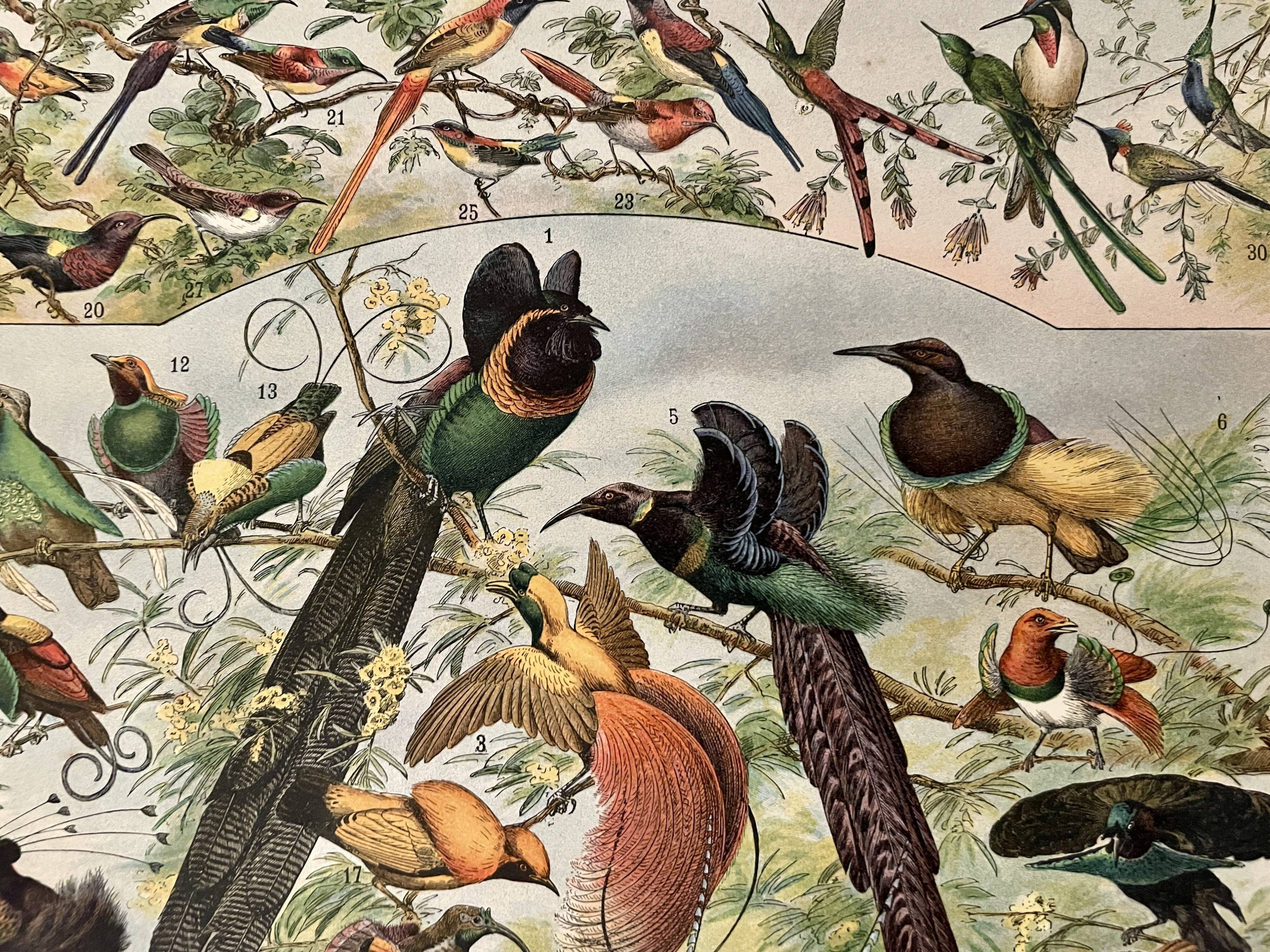 Lithographie sur les oiseaux (oiseaux de paradis) - 1900