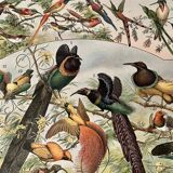 Lithograph of birds (birds of paradise) - 1900