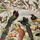 Lithographie sur les oiseaux (oiseaux de paradis) - 1900