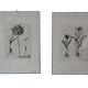 Paire de lithographies - botanique