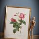 Litho rose leaning buds 30