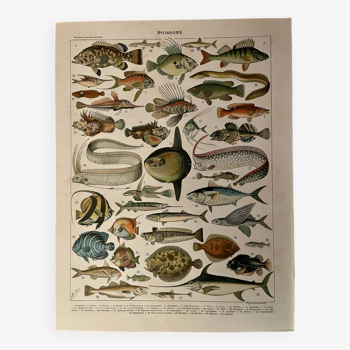 Lithographie sur les poissons (cernier) - 1900