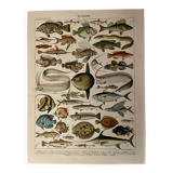 Lithograph on fish (cernier) - 1900