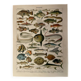Lithograph on fish (cernier) - 1900