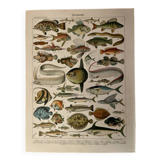 Lithograph on fish (cernier) - 1900