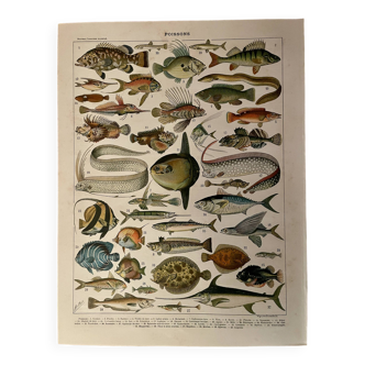 Lithographie sur les poissons (cernier) - 1900