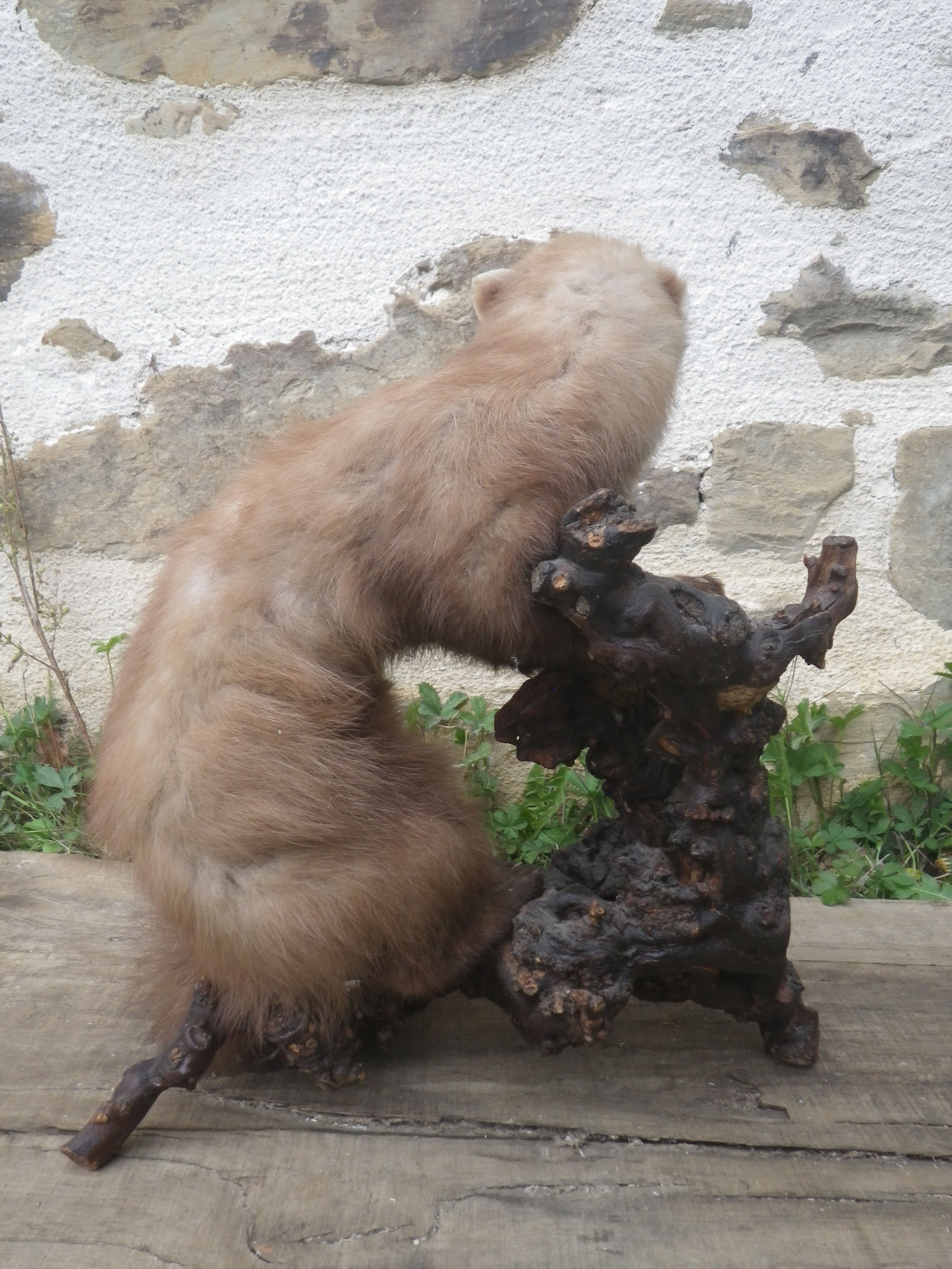 Weasel stuffed