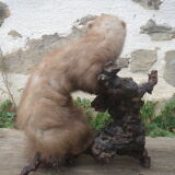 Weasel stuffed