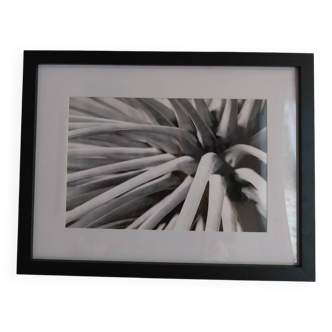 Photo originale tirage numéroté et signé par l'artiste