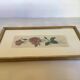 Pink rose flowers frame