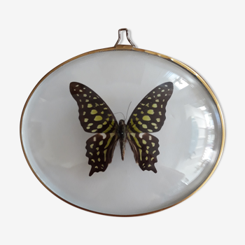 Naturalized green and black butterfly in a bulging oval frame