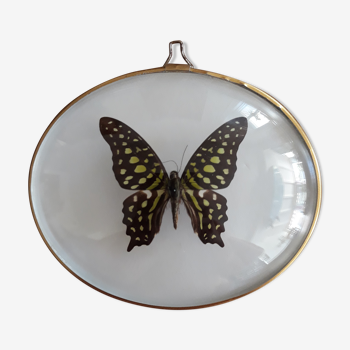 Papillon naturalisé vert et noir dans un cadre ovale bombé