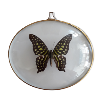 Naturalized green and black butterfly in a bulging oval frame