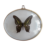 Naturalized green and black butterfly in a bulging oval frame
