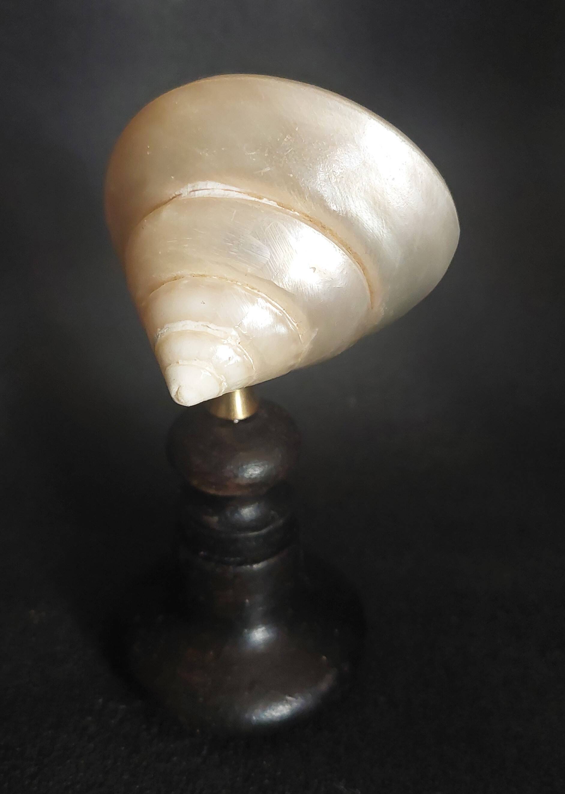 Cabinet of Curiosities trochus niloticus shell with a mother-of-pearl finish on a base.