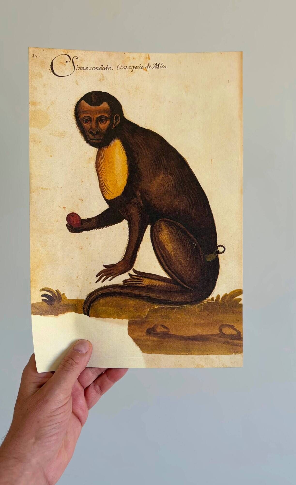 Impressions of the natural history of the Renaissance, pair of facsimiles of the Codex Pomar, 1990s.