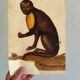 Impressions of the natural history of the Renaissance, pair of facsimiles of the Codex Pomar, 1990s.