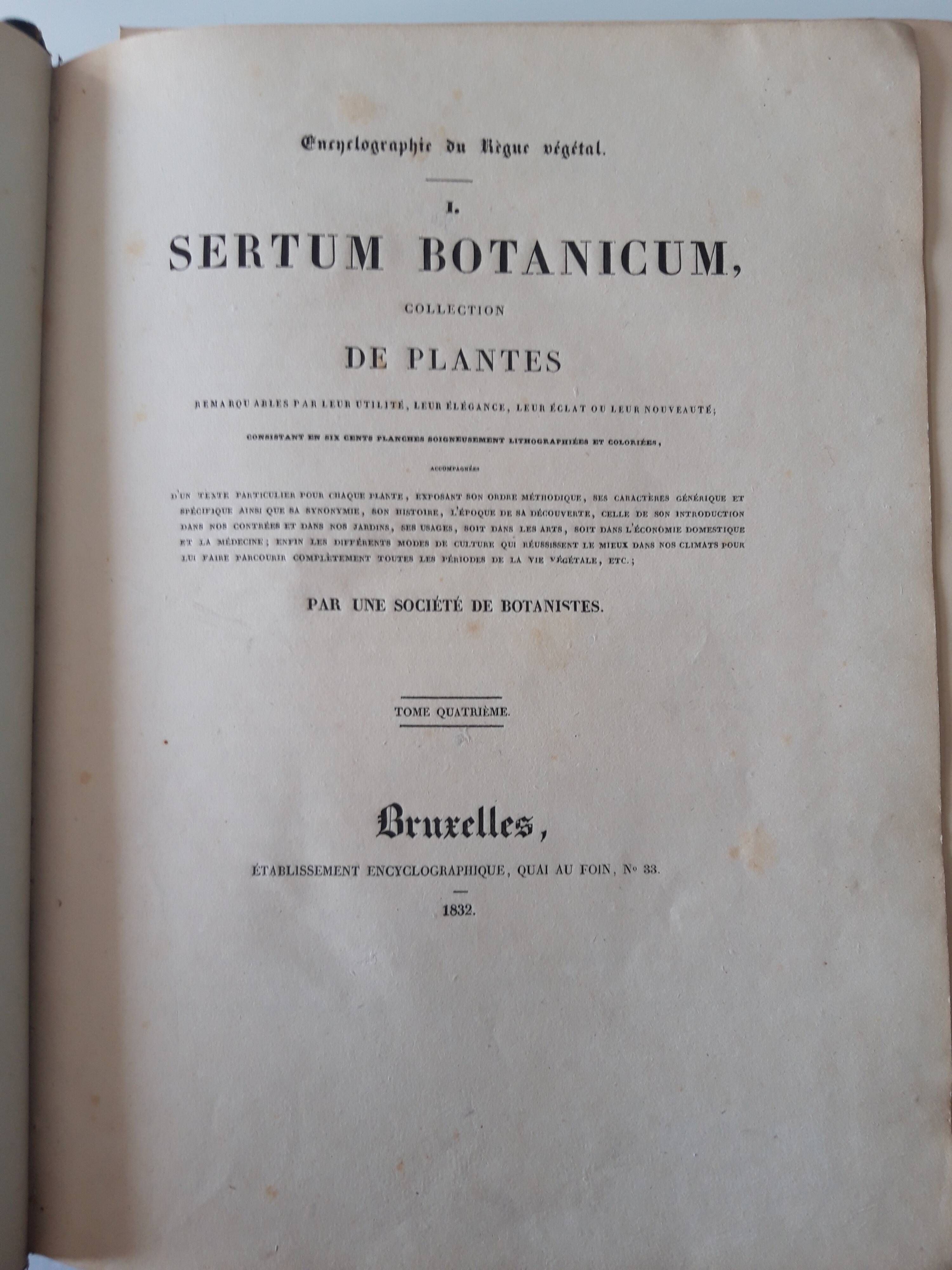 Camellia Japonica botanical board, lithographed and coloured, Sertum Botanicum 1832