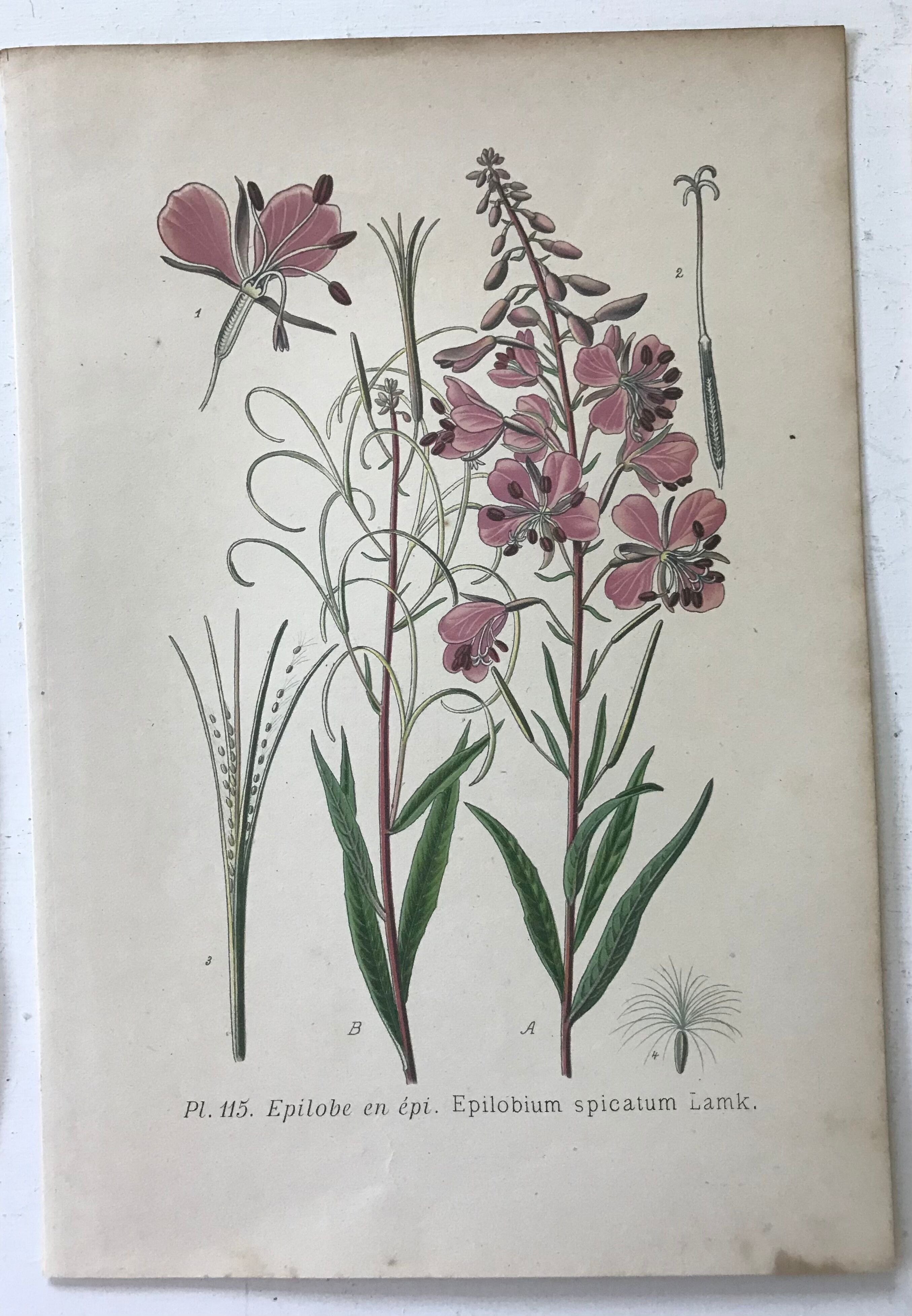 Botanical plates NINETEENTH