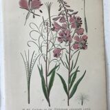 Botanical plates NINETEENTH