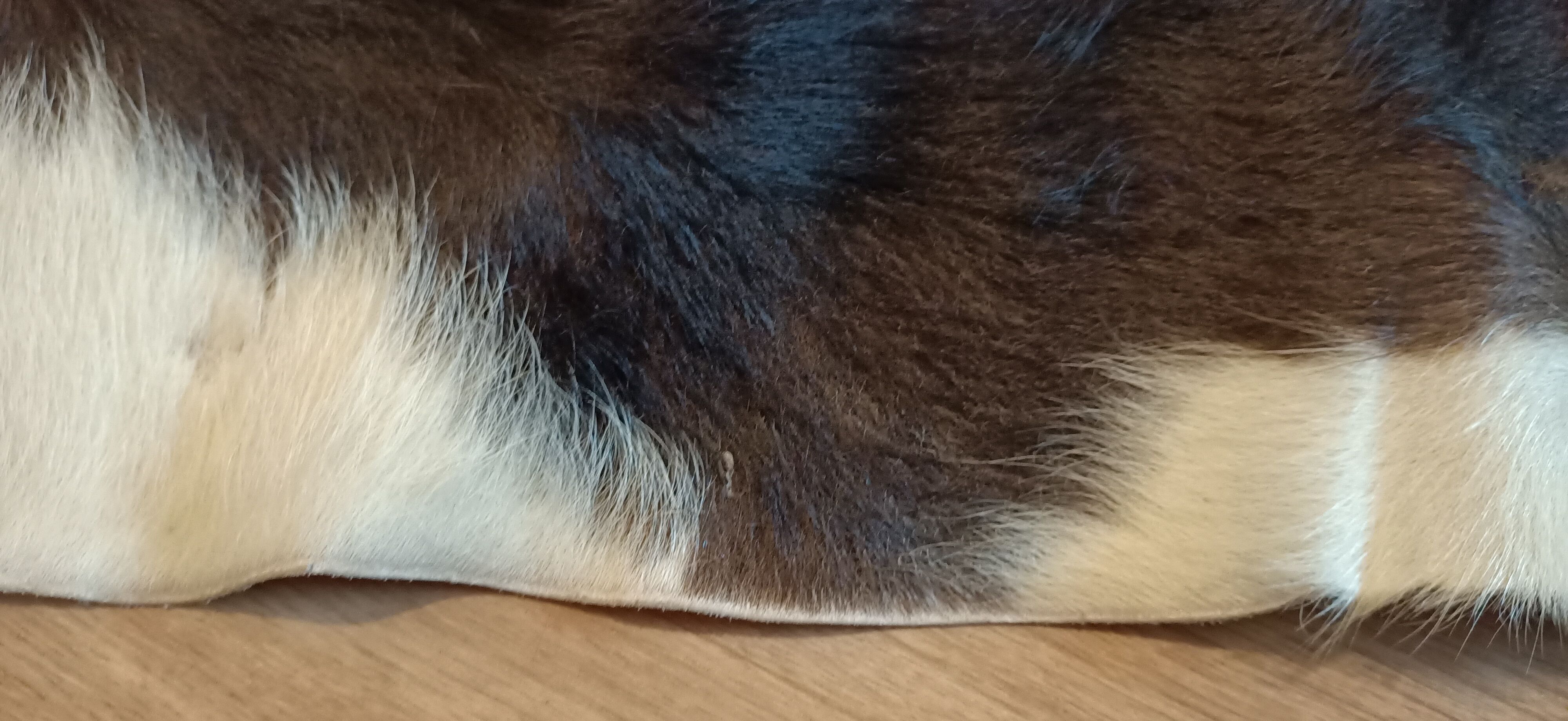 Vintage cow skin carpet, 140 cm x146 cm