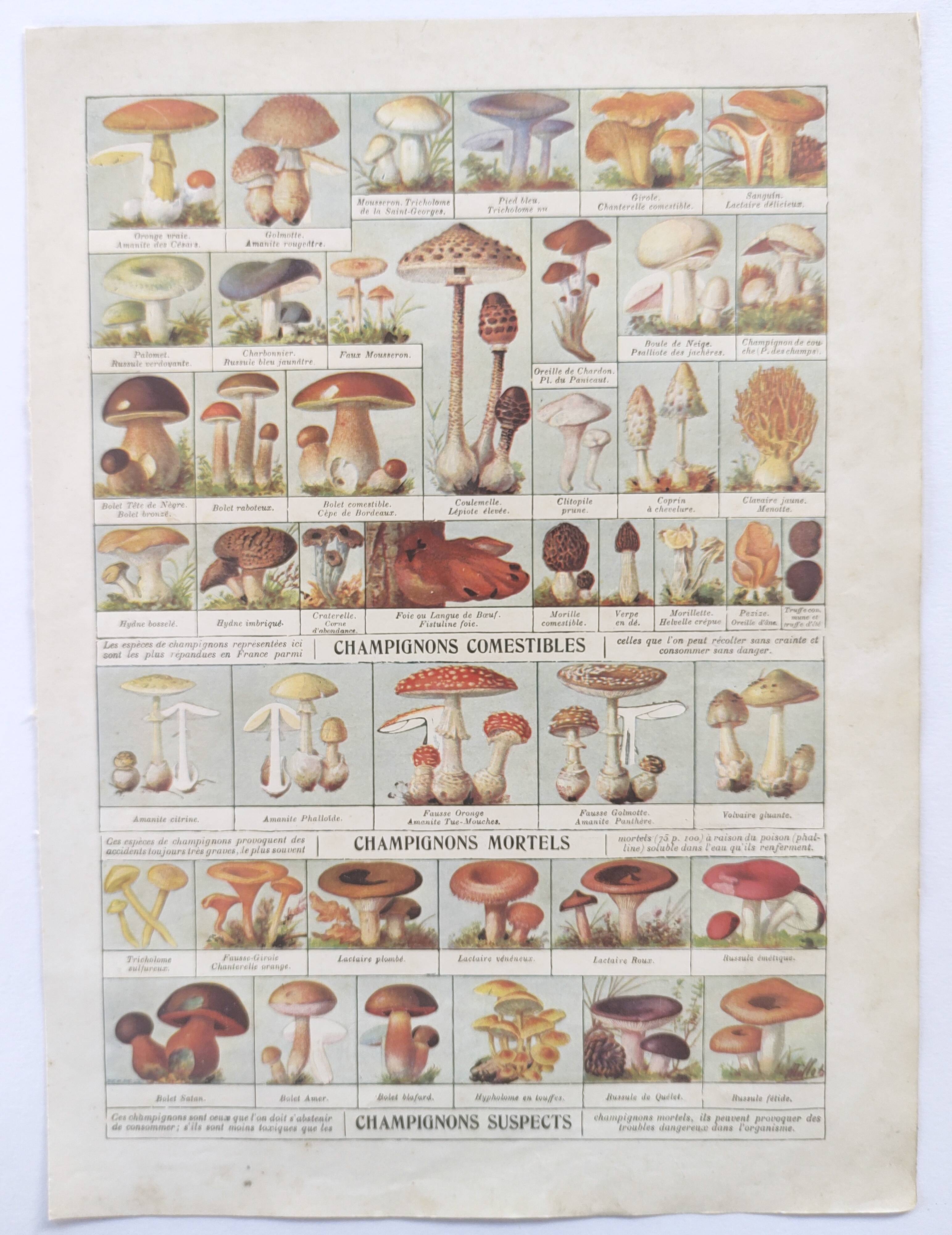 Old engraving • Mushrooms • Original botanical plate from 1920
