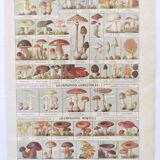 Old engraving • Mushrooms • Original botanical plate from 1920