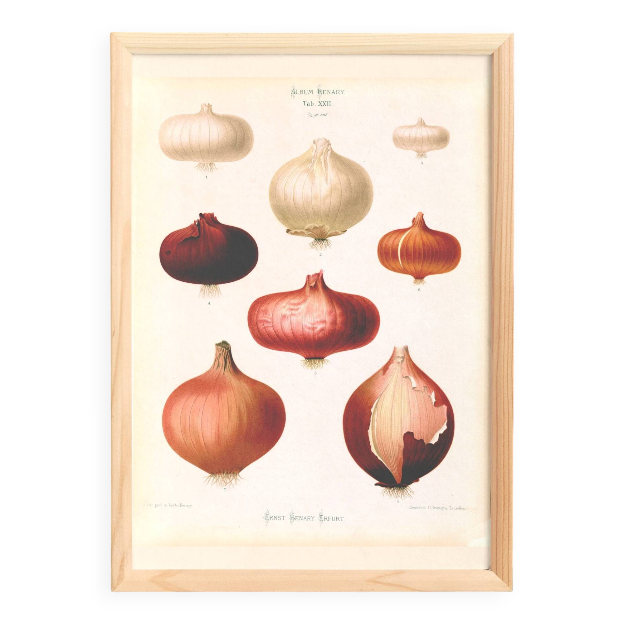 Poster about pink onions, based on an old engraving from 1886.
