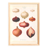 Poster about pink onions, based on an old engraving from 1886.
