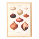 Poster about pink onions, based on an old engraving from 1886.