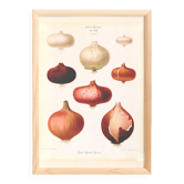 Poster about pink onions, based on an old engraving from 1886.