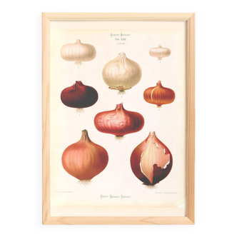 Poster about pink onions, based on an old engraving from 1886.