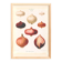 Poster about pink onions, based on an old engraving from 1886.