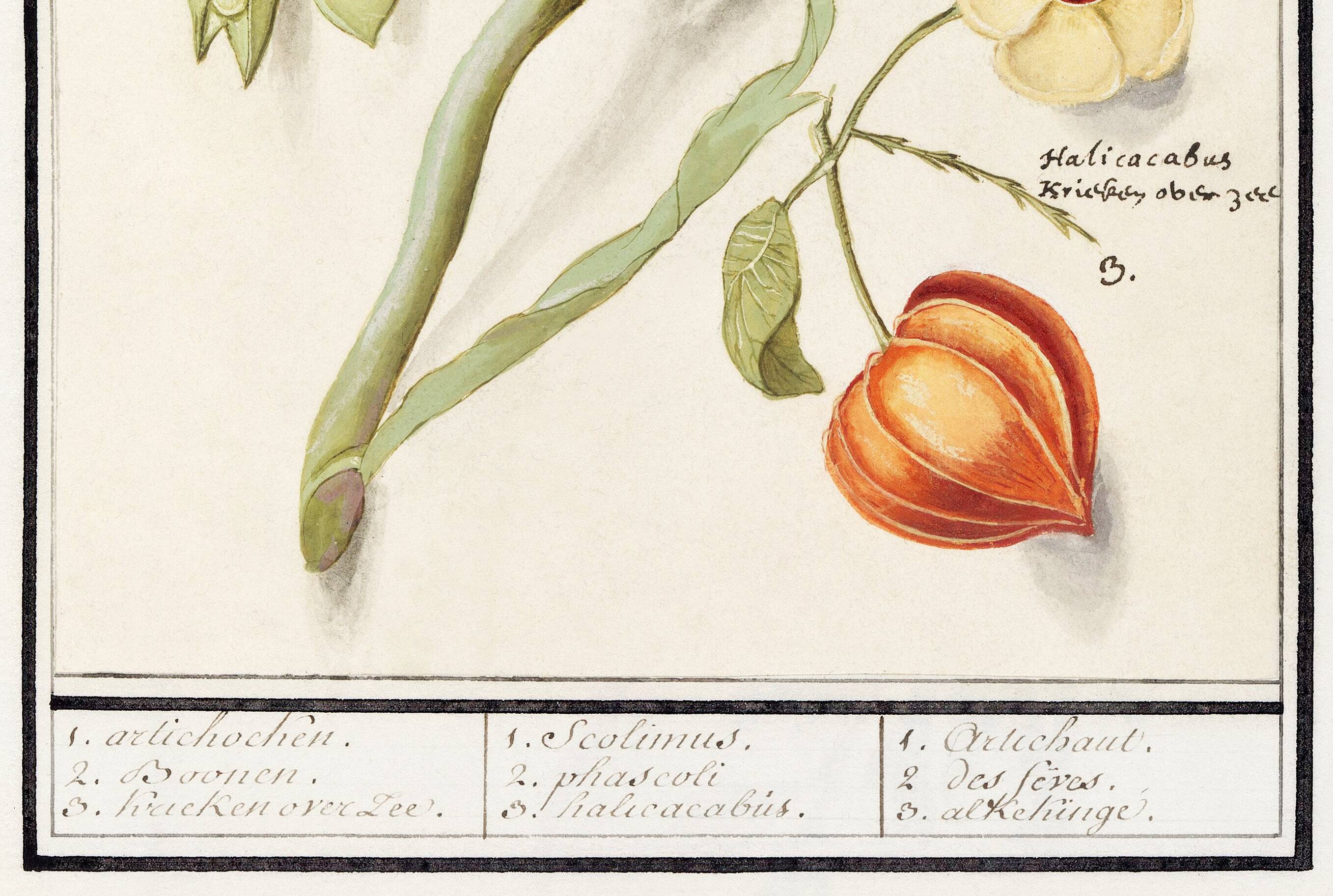 Petite affiche sur "artichaut et physalis", d'après une gravure ancienne de