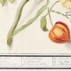 Small poster on "artichoke and physalis", after an old engraving by