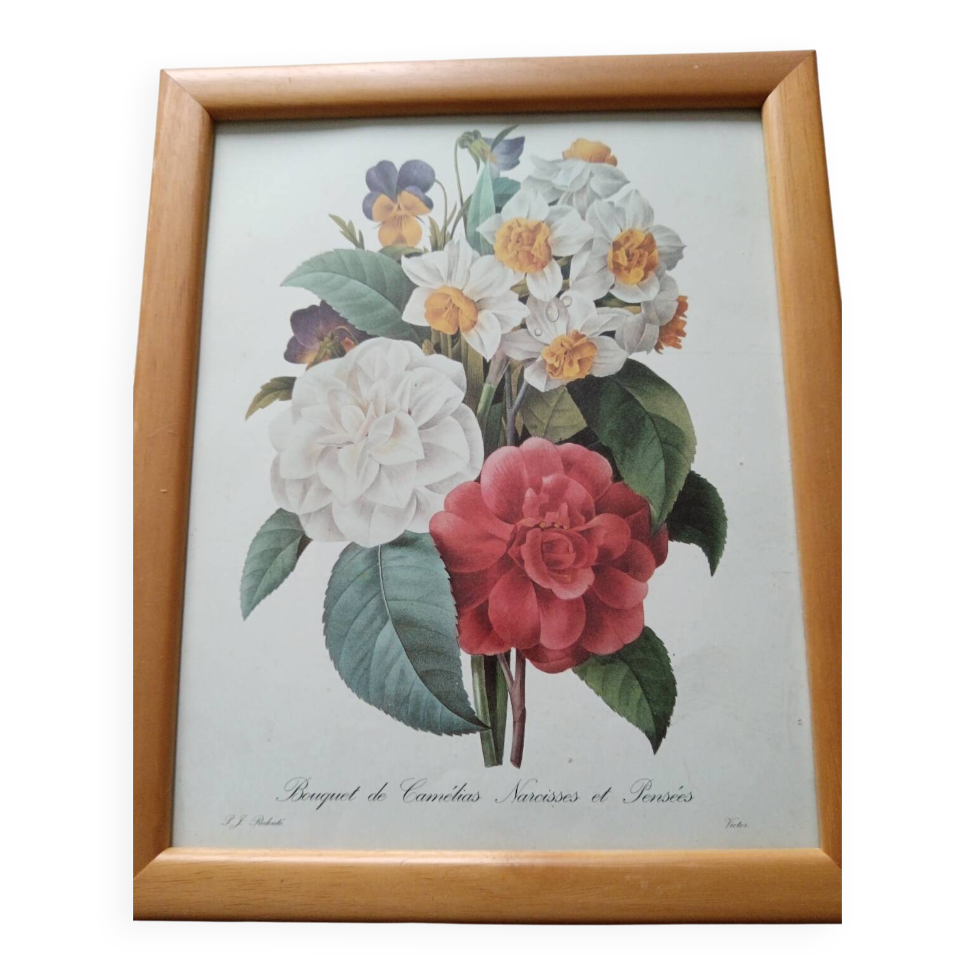 Vintage botanical illustration reboute.