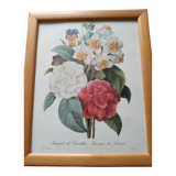 Vintage botanical illustration reboute.