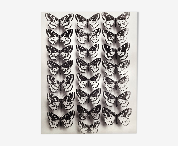 Papillons 4