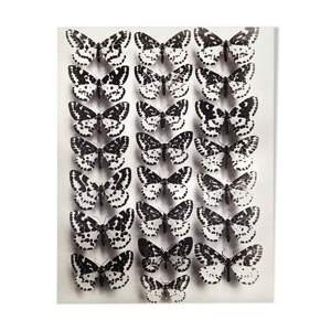papillons 4